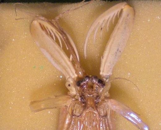 carinosquilla carinata T.F.C. rostral plate and MXP2.JPG